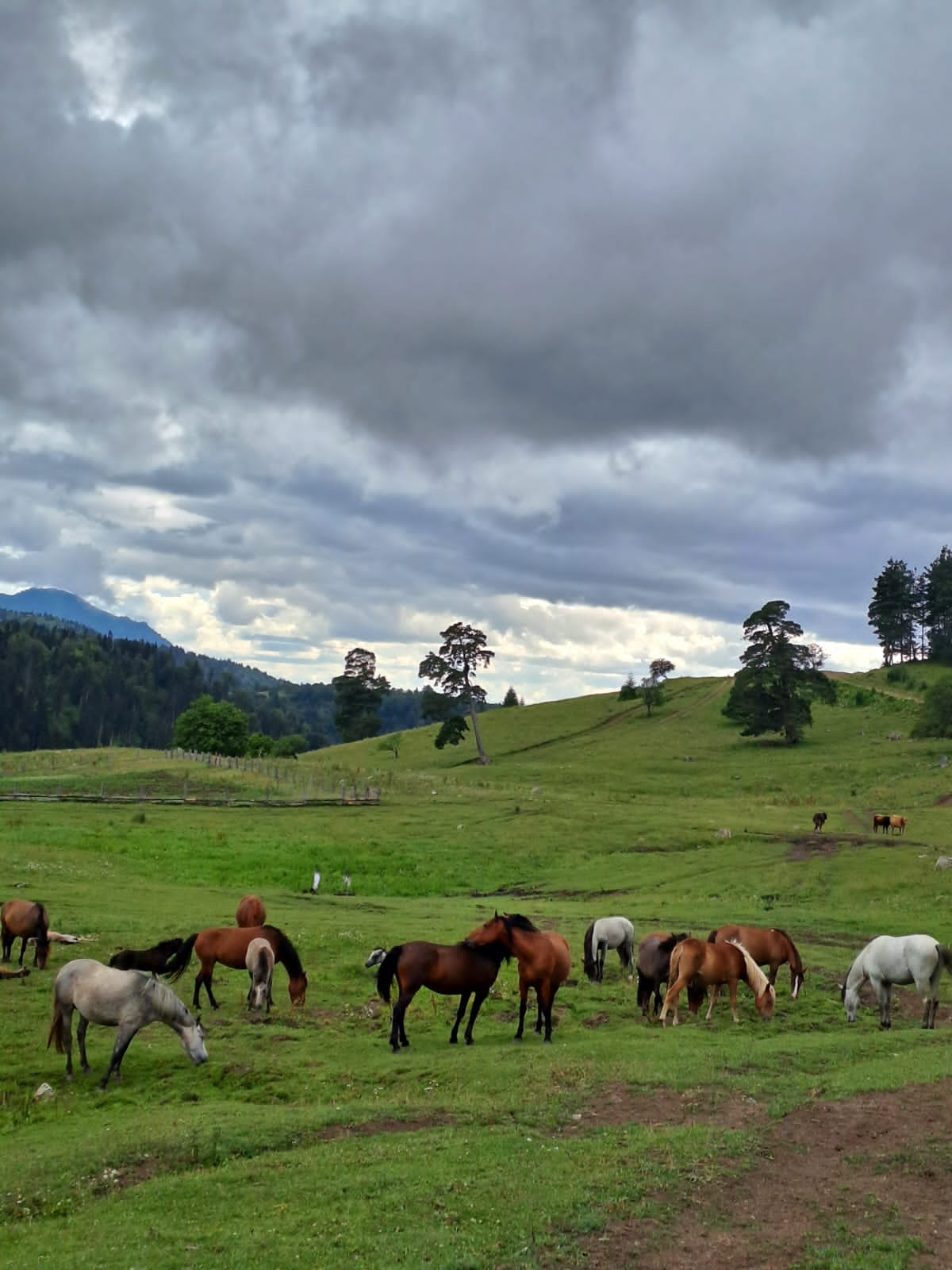 1 hour tour with horses