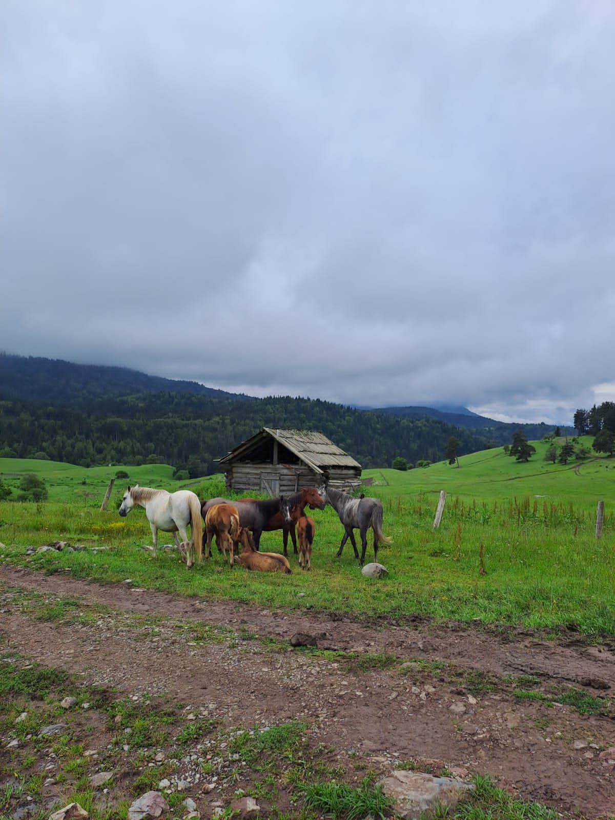 2 hour tour with horses